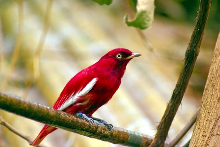 Cotinga bird tropical photo