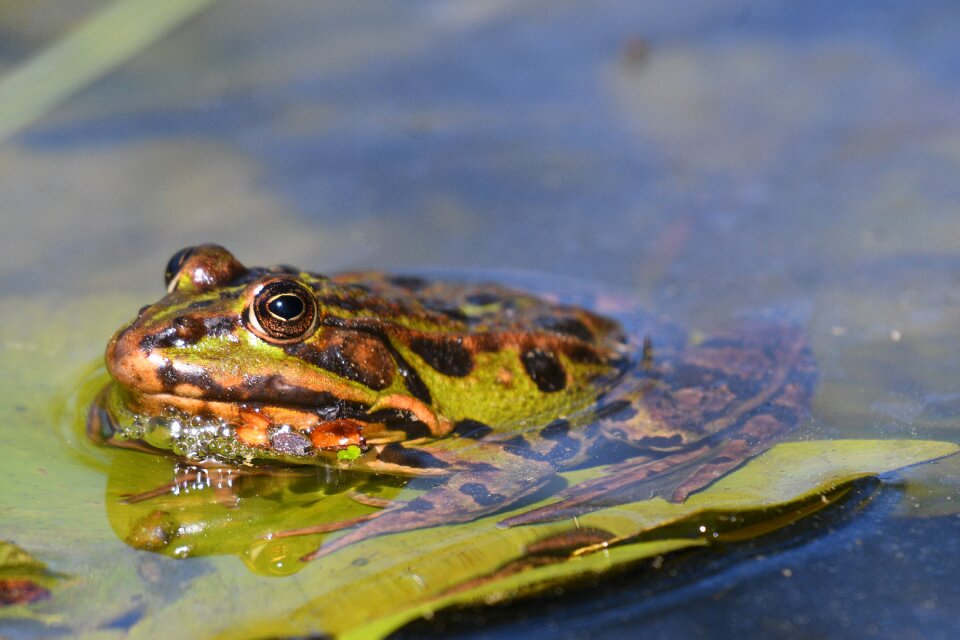 Frog animal world reptile