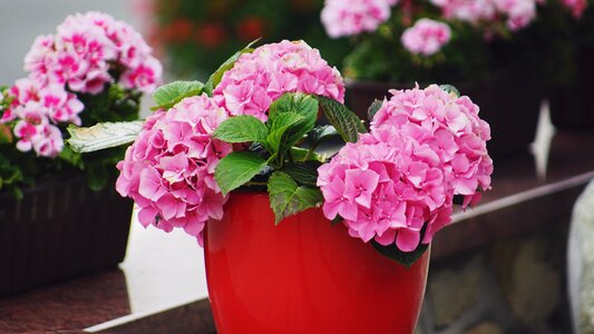 Garden nature bouquet