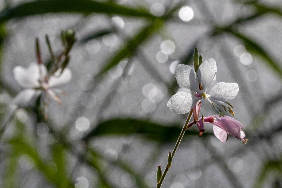 Nature wildflower beautiful