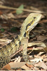 Fauna wildlife spines