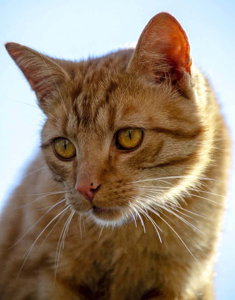Kitten feline sweet