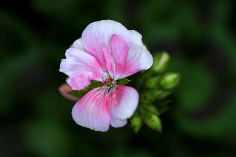 Close up pink flower pink flowers