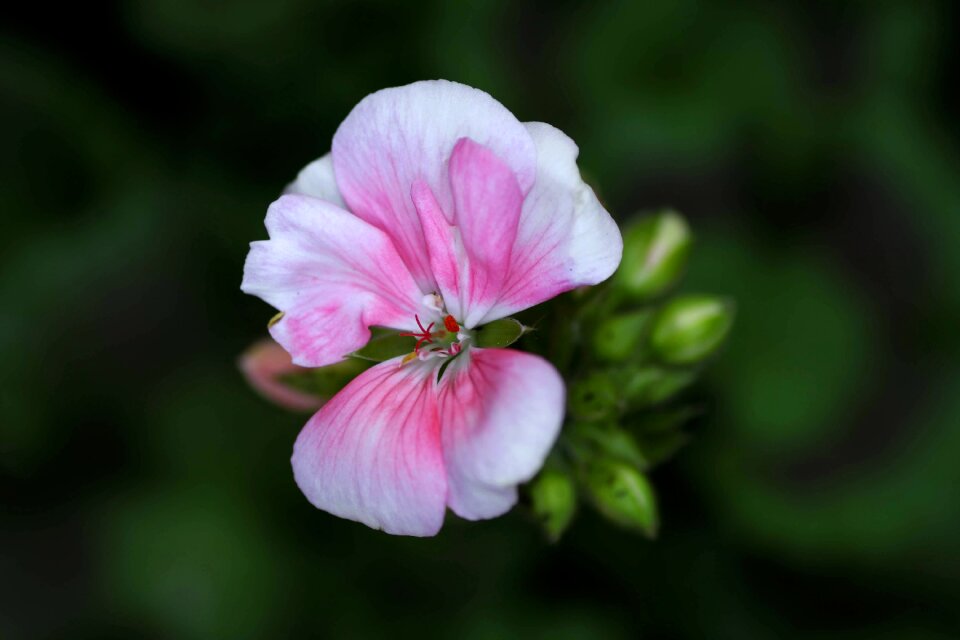 Close up pink flower pink flowers photo