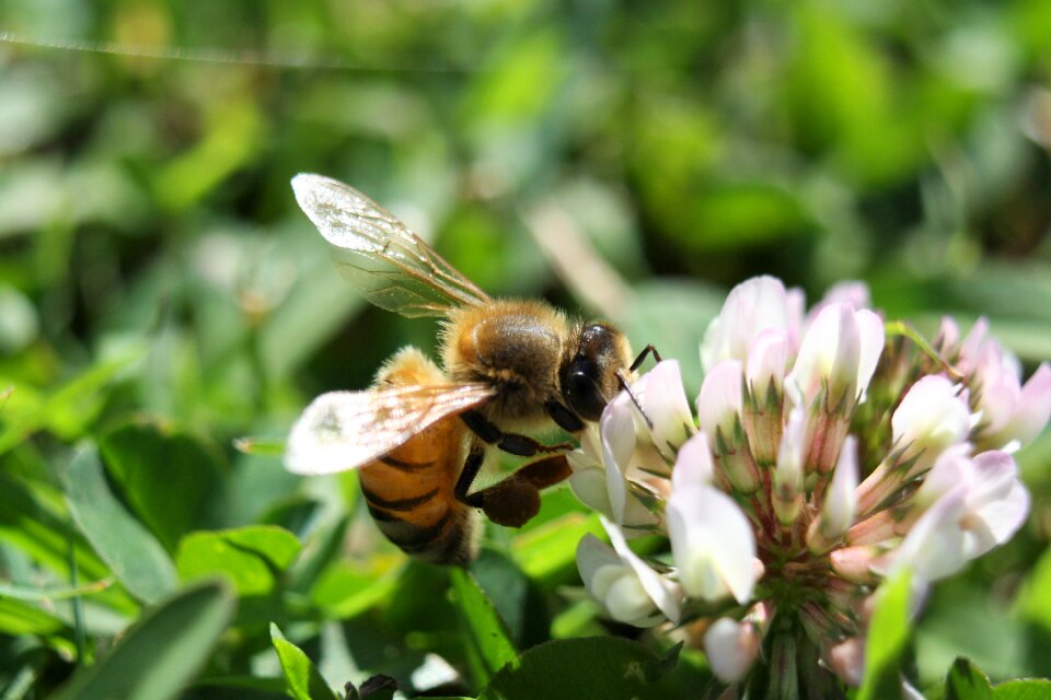 Nectar insect wildlife