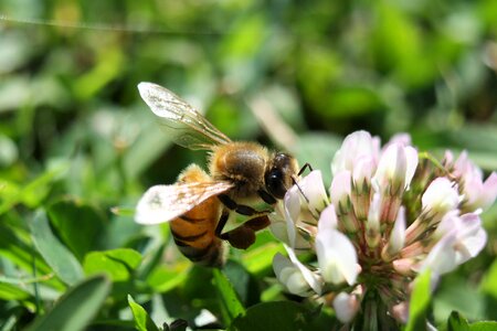Nectar insect wildlife