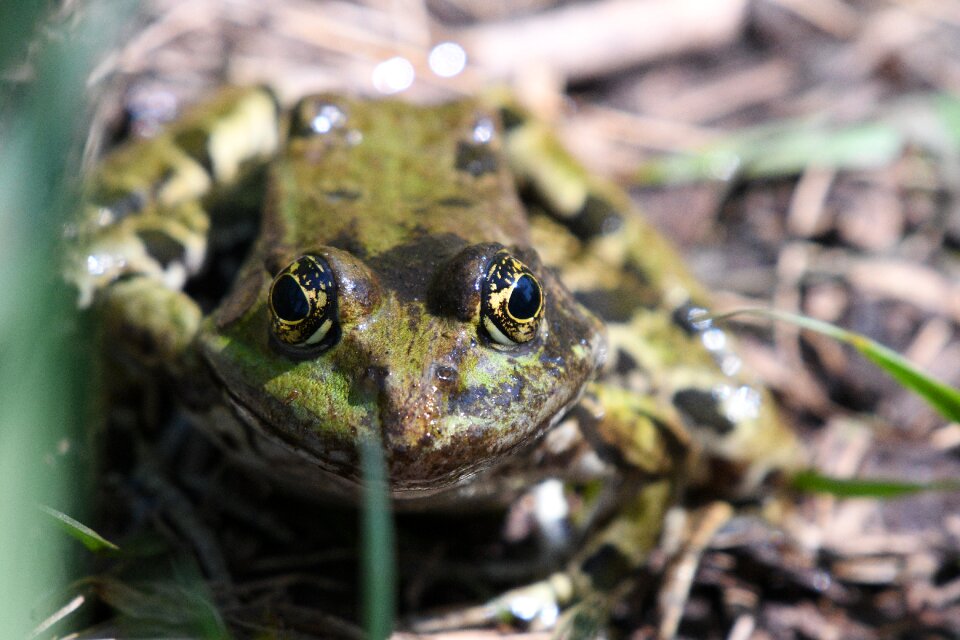 Frog animal world reptile