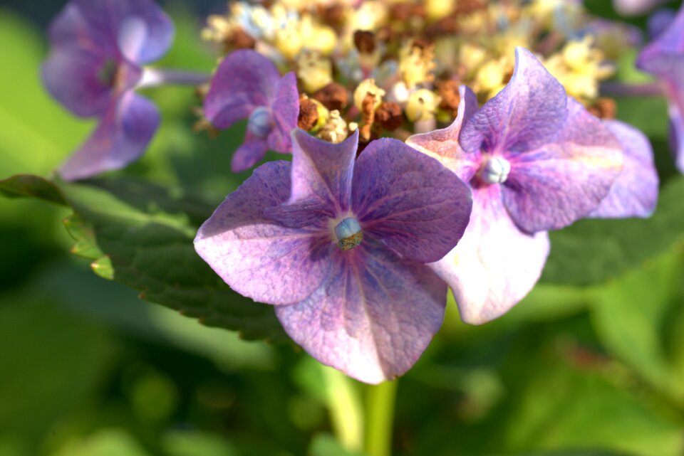 Blossom bloom plant