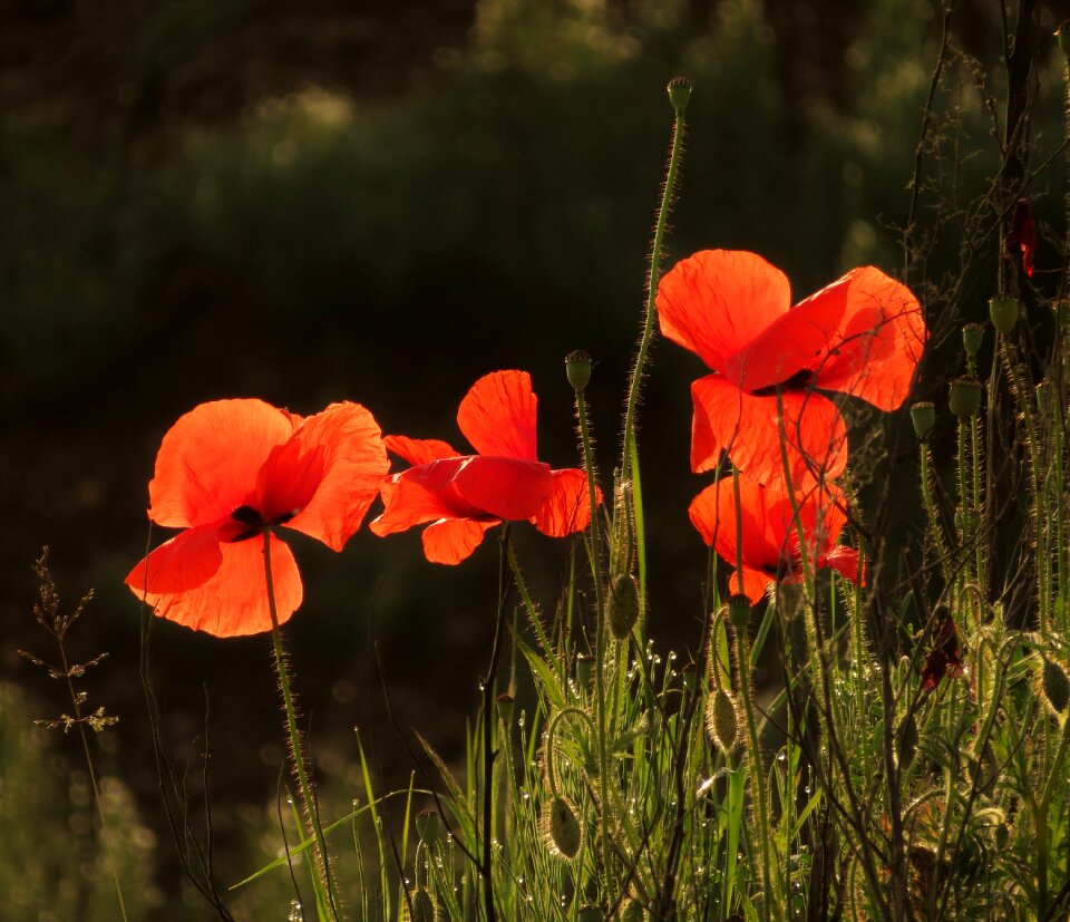 Poppy flowers agriculture