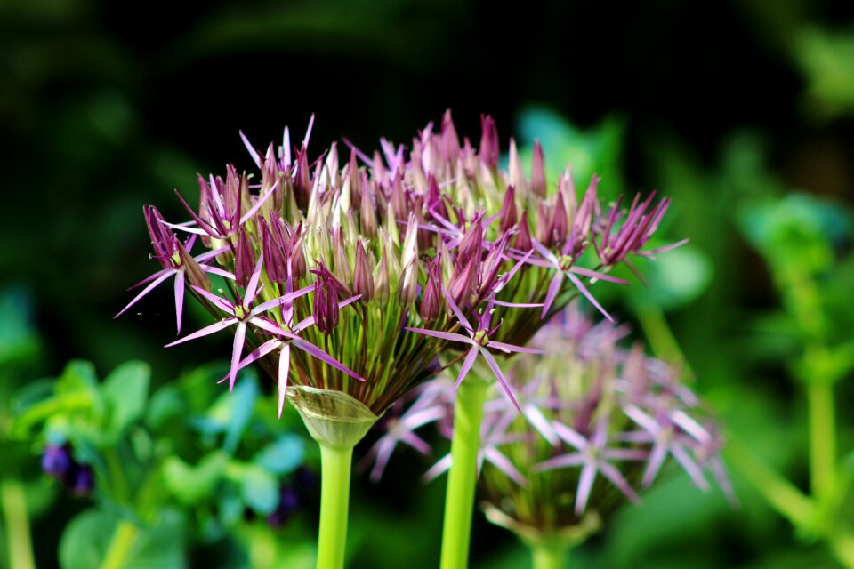 Garden spring flower