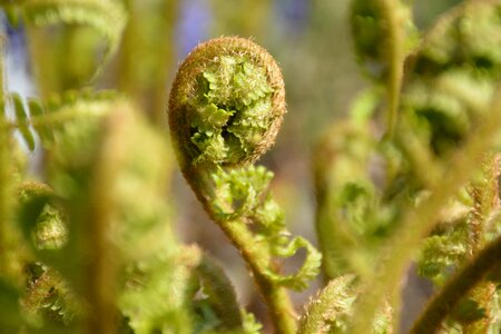 Nature green plant
