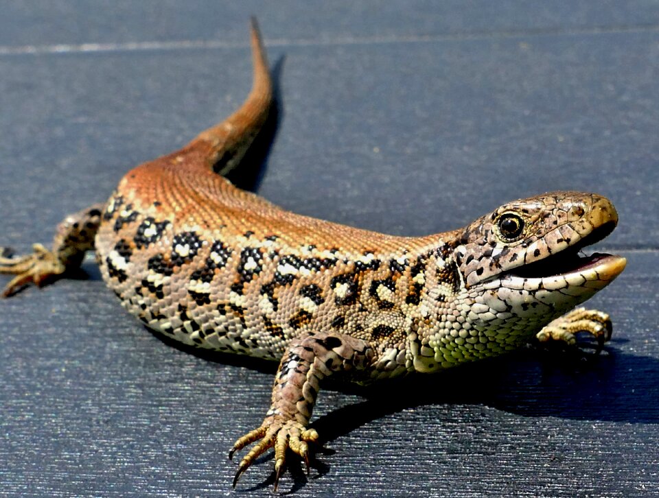 Reptile macro structure