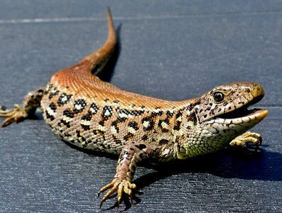 Reptile macro structure