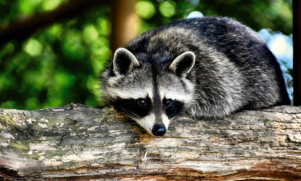 Mammal sweet nature