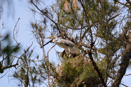 Heron wildlife nature