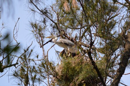 Heron wildlife nature photo