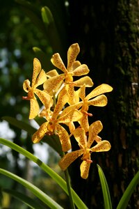 Tropical blossom bloom photo