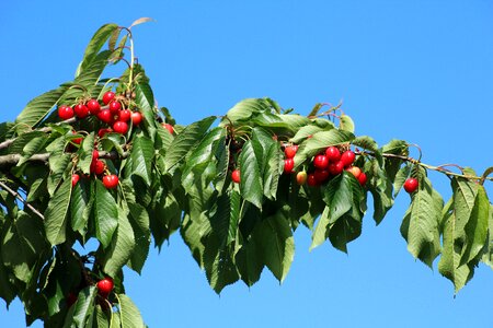 Eating spring fruiting tree
