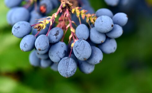 Berry blue blue fruits photo