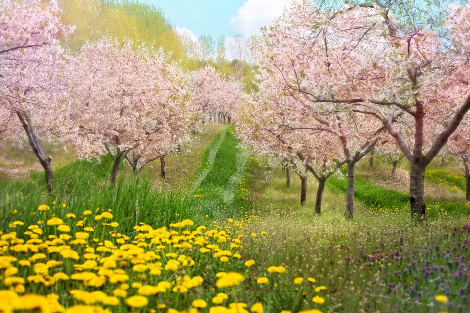 Backdrop landscape spring