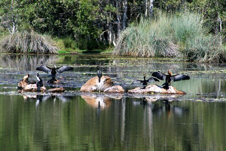 Cormorant rock sunning