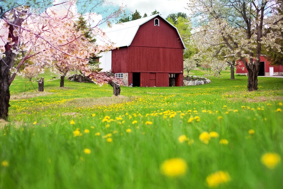 Dandelions rural barn