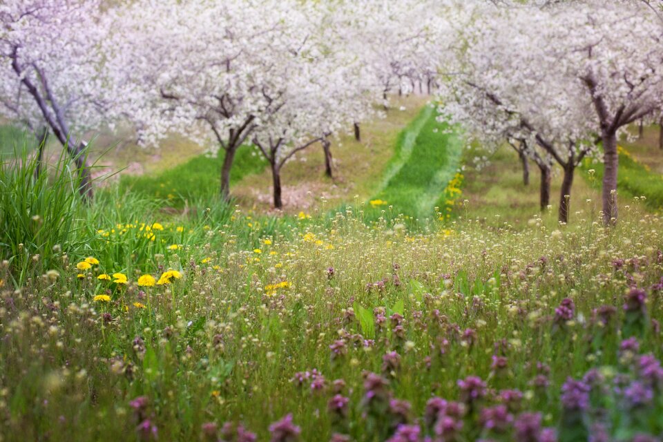 Backdrop landscape spring