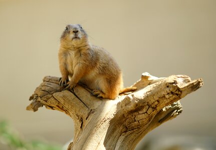 Nager wild rodents