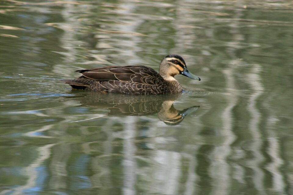 Fauna feathers beak photo