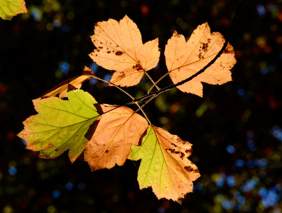 Backlighting autumn colorful