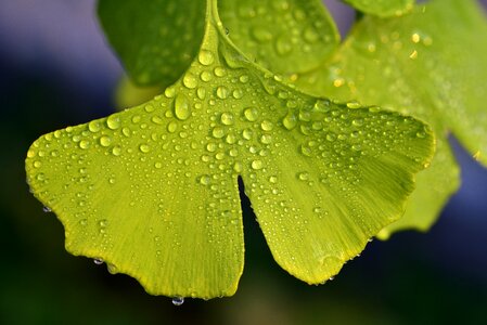 Plant green ginko tree