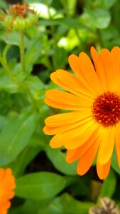 Calendula medicinal herb organic