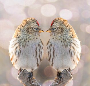 Bird nature twin