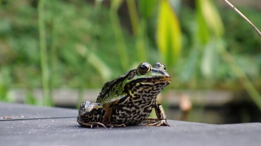 Green pond aquatic animal