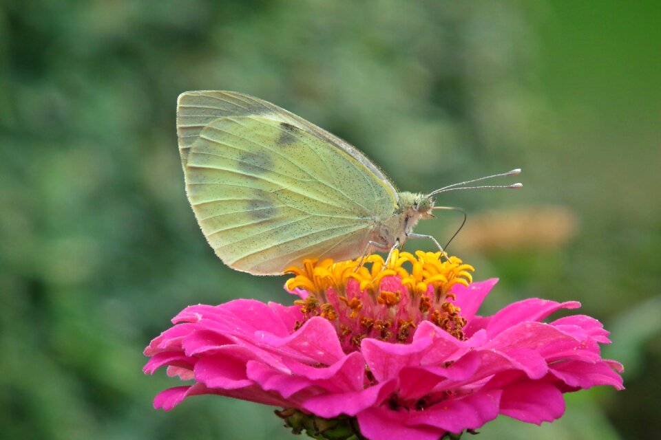 Zinnia nature macro