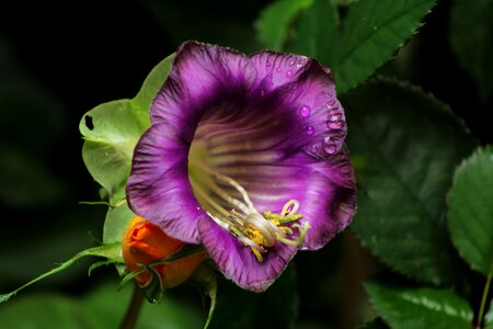 Garden purple creeper