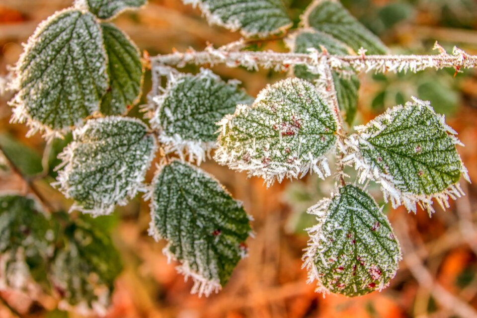 Leaves green hoarfrost