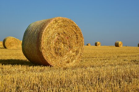 Rural agriculture nature