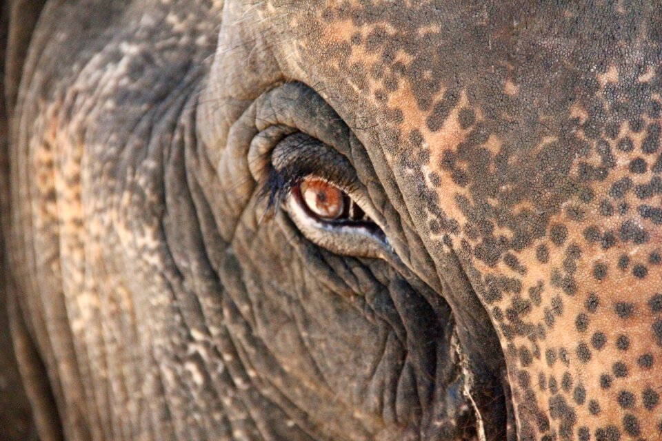 Elephant eye close up