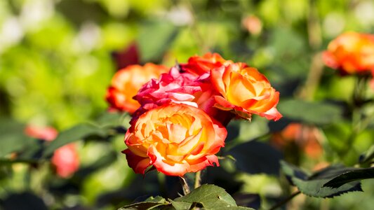 Orange flowers garden photo