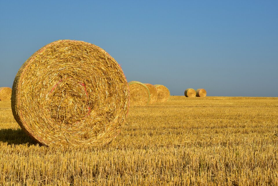 Rural agriculture nature