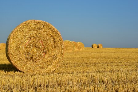 Rural agriculture nature