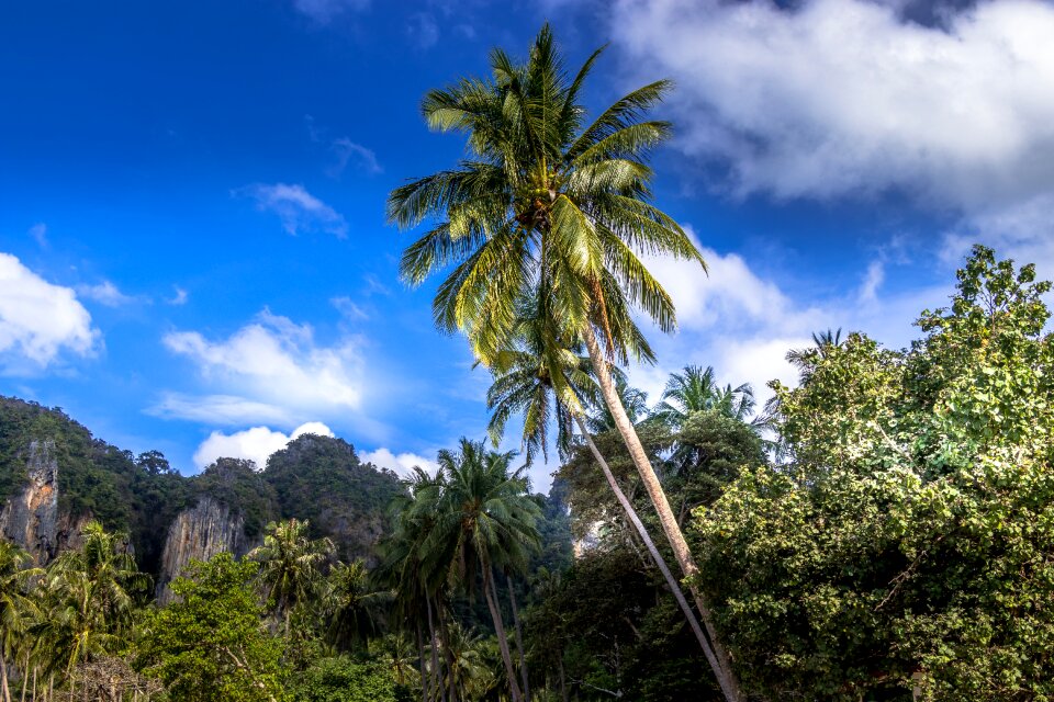 Krabi thailand the tropical
