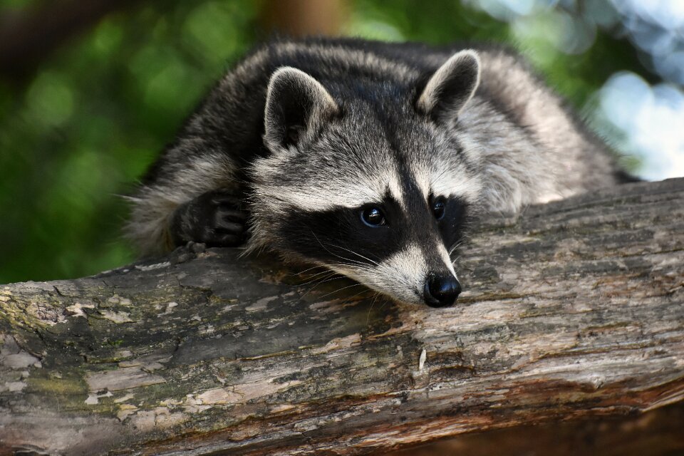 Mammal sweet nature