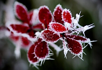 Cold frozen nature