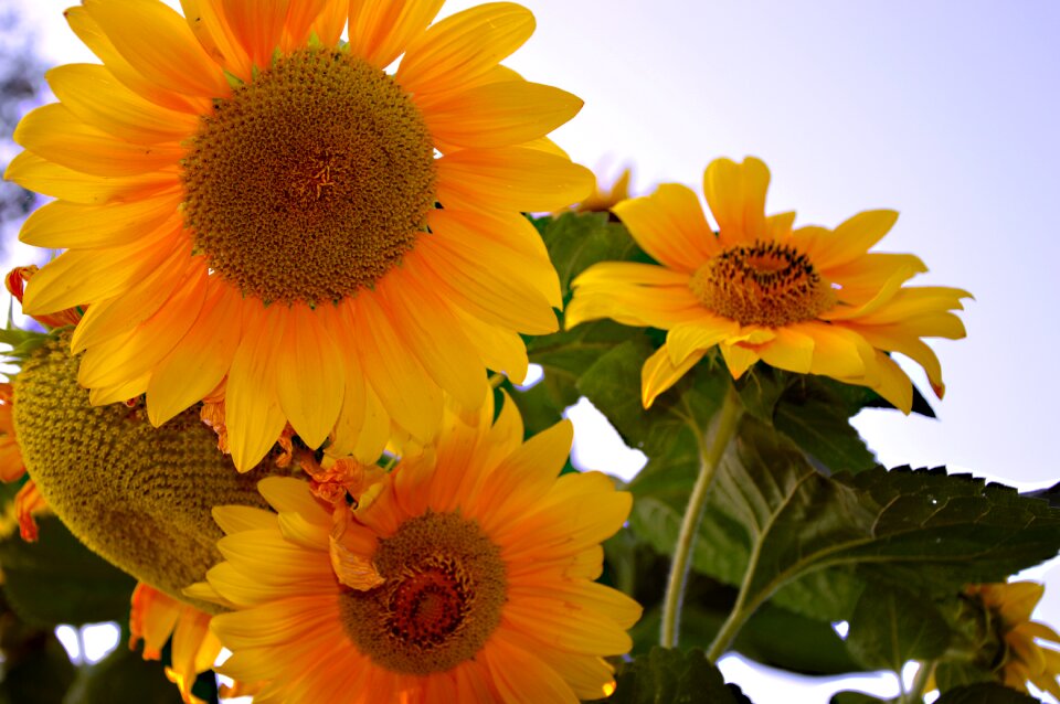 Bloom garden plant