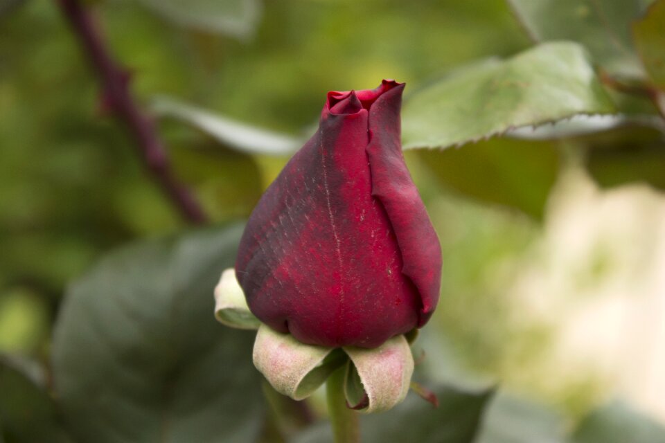 Flower red rose love