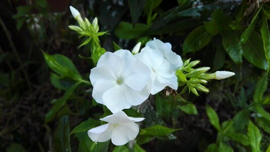Flowers blooming beauty
