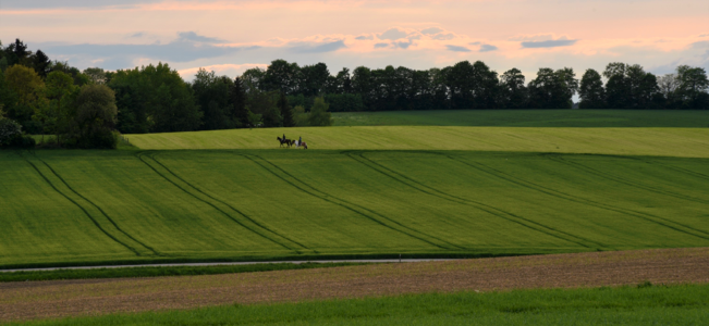 Nature meadow landscape photo