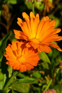 Autumn color herfstgerbera decoration